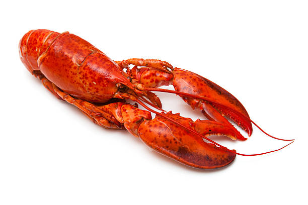 istock Cooked Canadian red lobster. 492400423