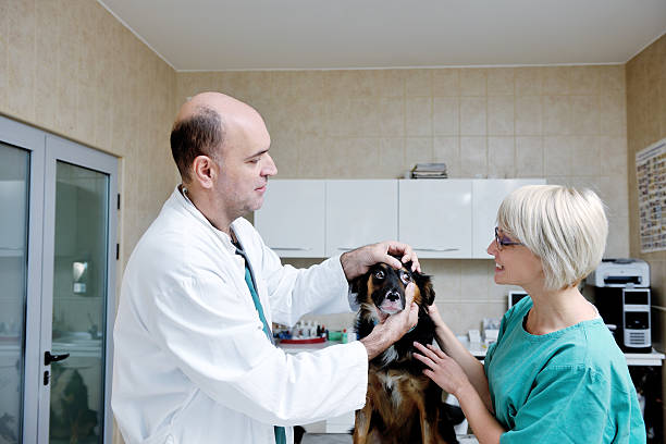 istock veterinarian and assistant in a small animal clinic 492401803