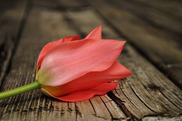 istock Vibrant Coral Tulip 492403169