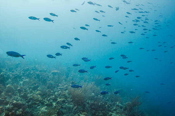 istock School of creole wrasse 492403767