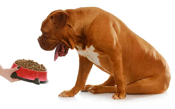 dog being fed - dogue de bordeaux with funny expression waiting to be fed on white background