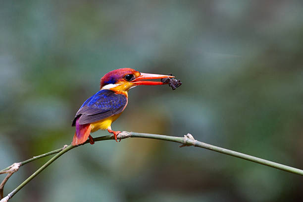 istock Oriental Dwarf Kingfisher 492403943