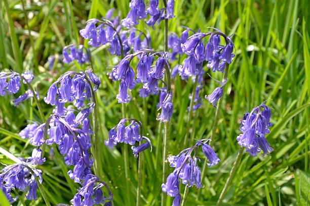istock group of bluebells 492403955