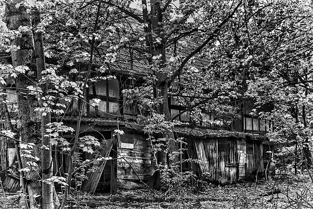 In the middle of the forest stands a dilapidated half-timbered house. Nature is reclaiming the area. Everything is growing. The house collapses. Wooden parts weather. Black and white photography.