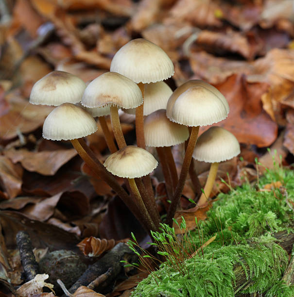 istock fairy inkcap mushrooms growing on fallen log 492404065