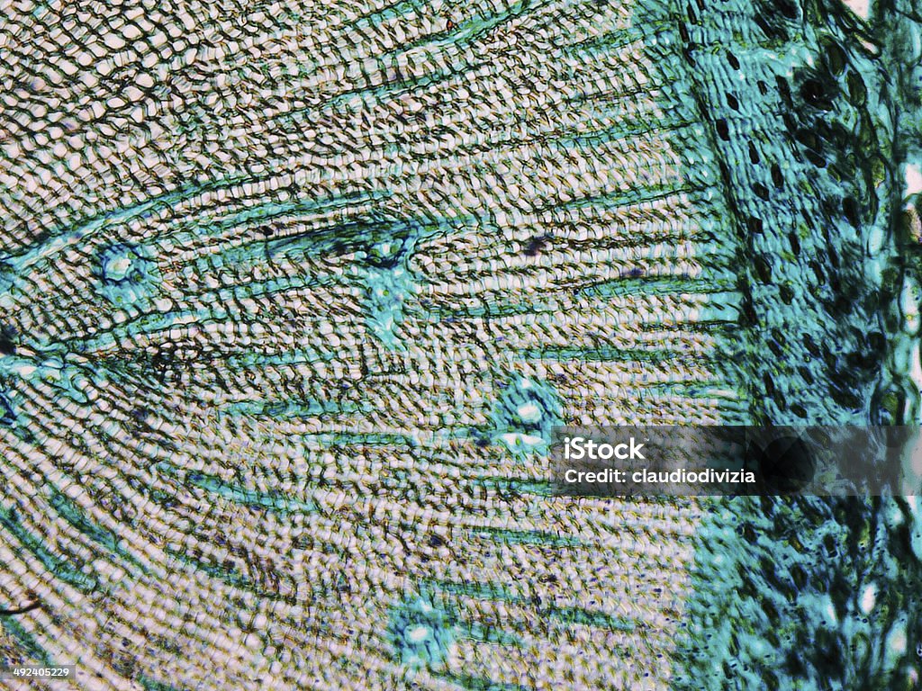 Micrografía de pino - Foto de stock de Ciencia libre de derechos