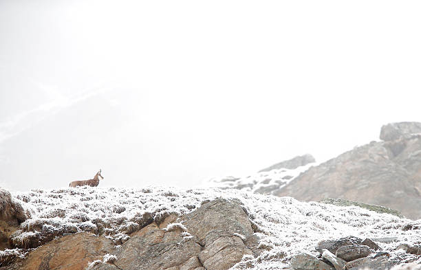 istock Alpine chamois  in the snow 492414122