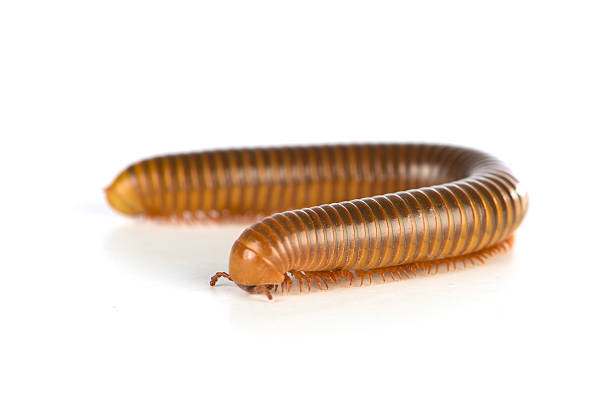 istock Closed up Millipede on white background 492414776