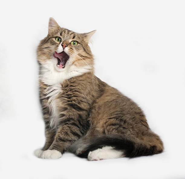 istock Striped fluffy Siberian cat sitting on gray 492415664