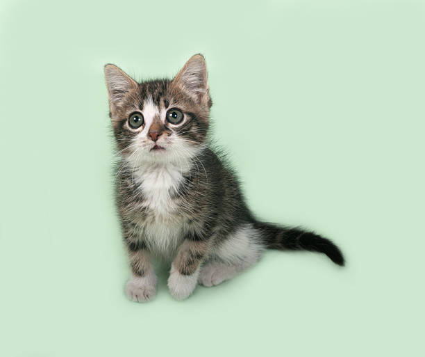 istock White and striped kitten sitting on green 492416162