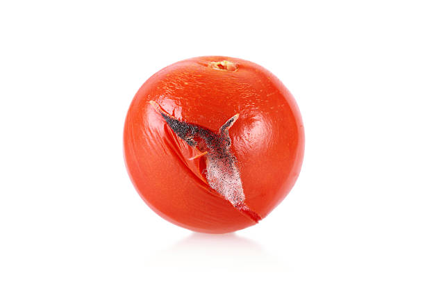 nahaufnahme foto von einem moldy tomaten - rotting food mold fruit stock-fotos und bilder