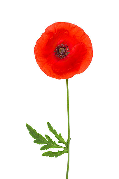 istock red poppy isolated on white 492419434