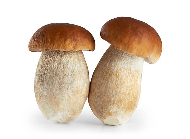 istock Boletus edulis (king bolete) isolated on white background. 492419558