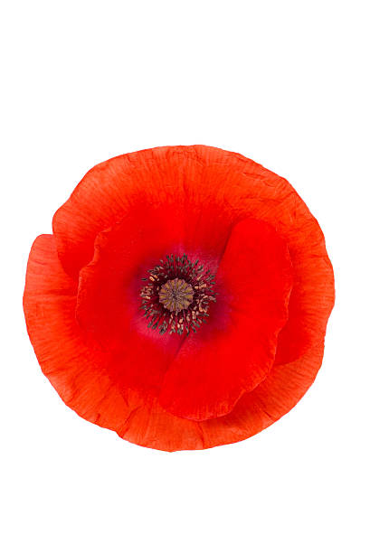 istock red poppy isolated on white 492419810