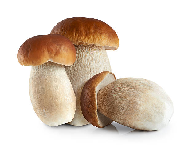 boletus edulis bolete lit king (très grand lit), isolé sur fond blanc. - edible mushroom mushroom fungus porcini mushroom photos et images de collection