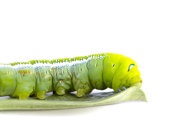 istock Green Caterpillar on green leaf on white background 492419992