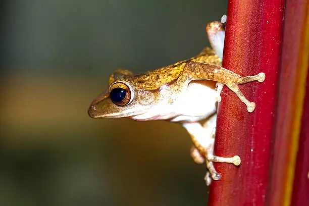 Frog perched on a tree ready to jump.