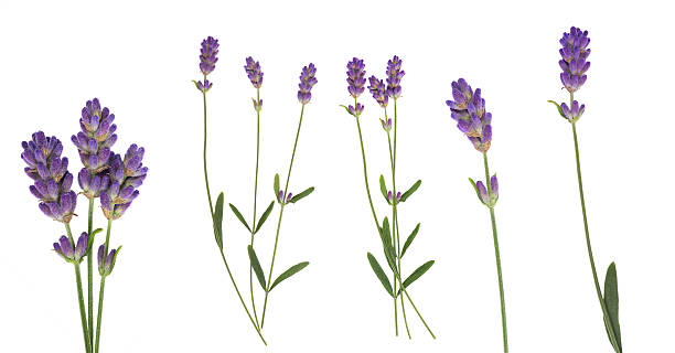 istock Lavender flowers set isolated on white 492420836