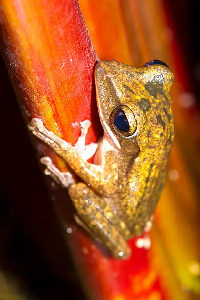 Frog perched on a tree ready to jump.