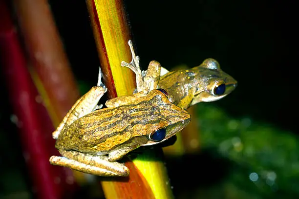 Two tree frog perched on red.