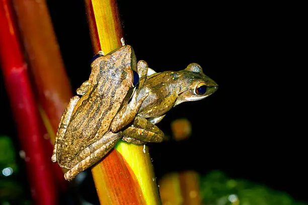 Two tree frog perched on red.