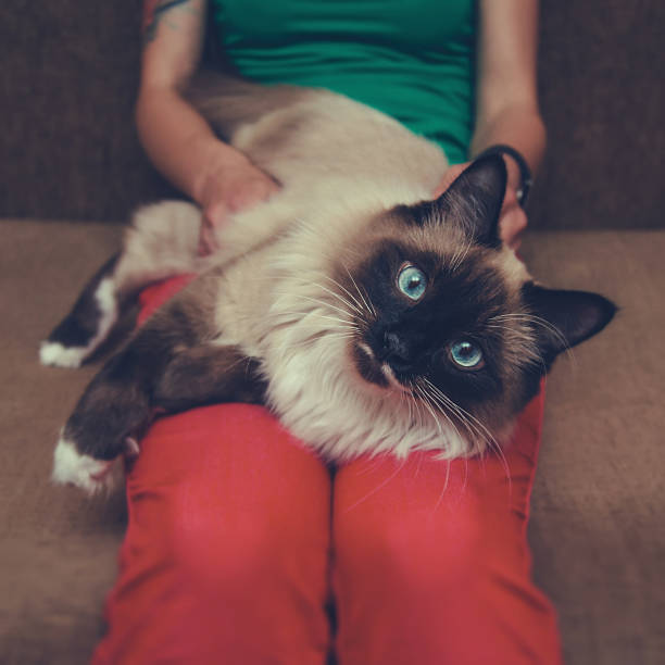 istock Woman holding a siamese cat 492421306