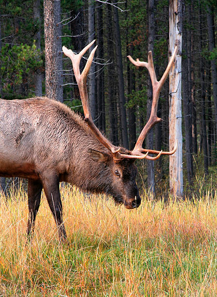 istock Elk, Wapiti, Canadian Rockies 492423530