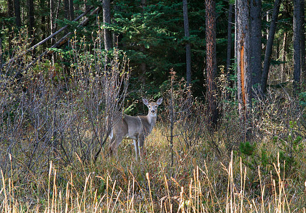 A female deer close up to camera. Friendlu doe in Olympic National Park.