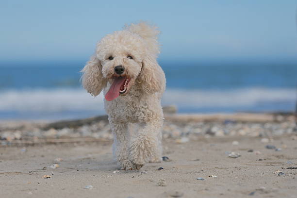 istock Beautiful dog running on the beach 492427036