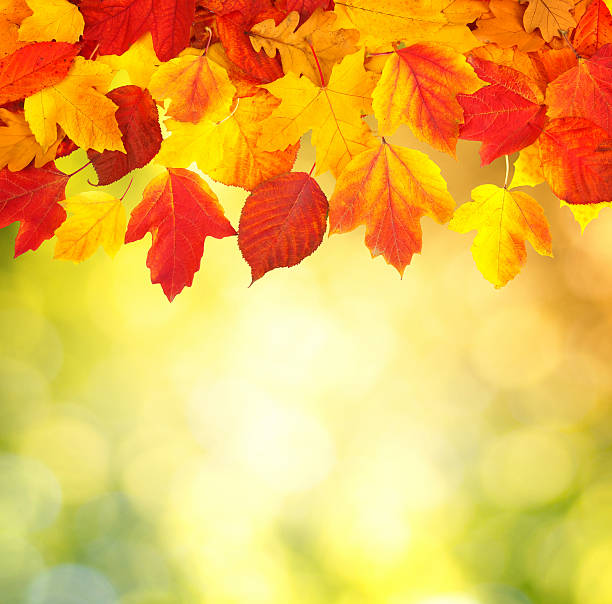 istock branch with autumn leaves 492428220