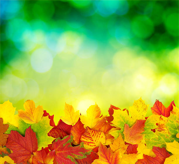 istock branch with autumn leaves 492428394