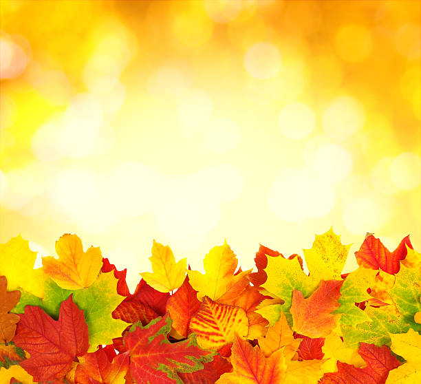istock branch with autumn leaves 492428430