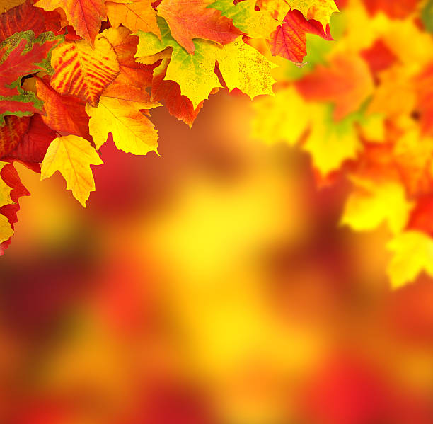 istock branch with autumn leaves 492428490