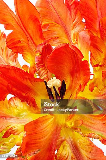 Spring Parrot Tulip Tulipa Bird Of Paradise Stock Photo - Download Image Now - Flower, Photography, Beauty In Nature