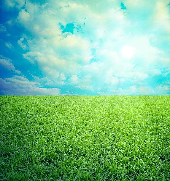 istock Field of grass,blue sky 492440633