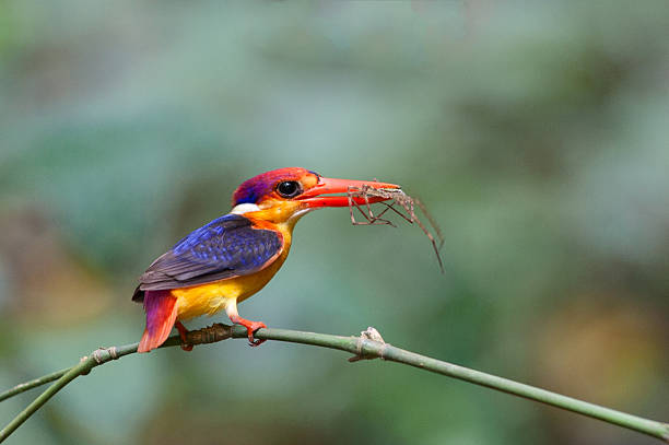 Oriental Dwarf Kingfisher