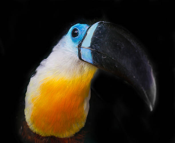 istock portrait of a toucan 492442233