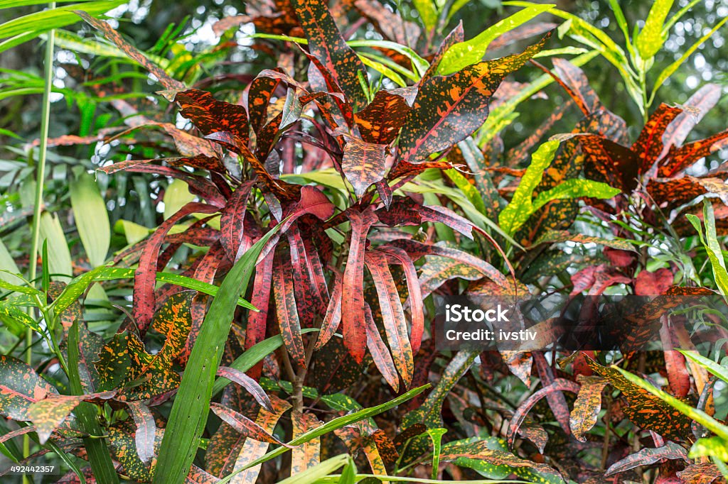 Tropical plants Croton plant.  21st Century Stock Photo