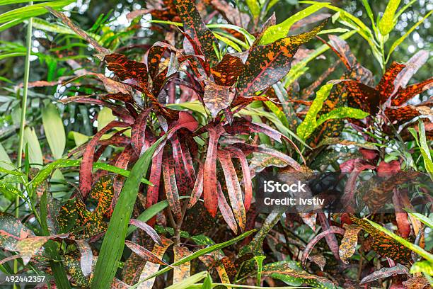 Tropical Plants Stock Photo - Download Image Now - 21st Century, Areca, Areca Palm Tree