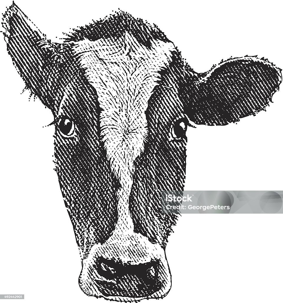 Cow Head Engraving of a cow head and face isolated on white background. Domestic Cattle stock vector