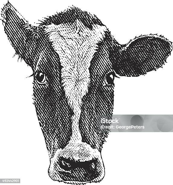 Cow Head Stock Illustration - Download Image Now - Domestic Cattle, Cow, Cattle