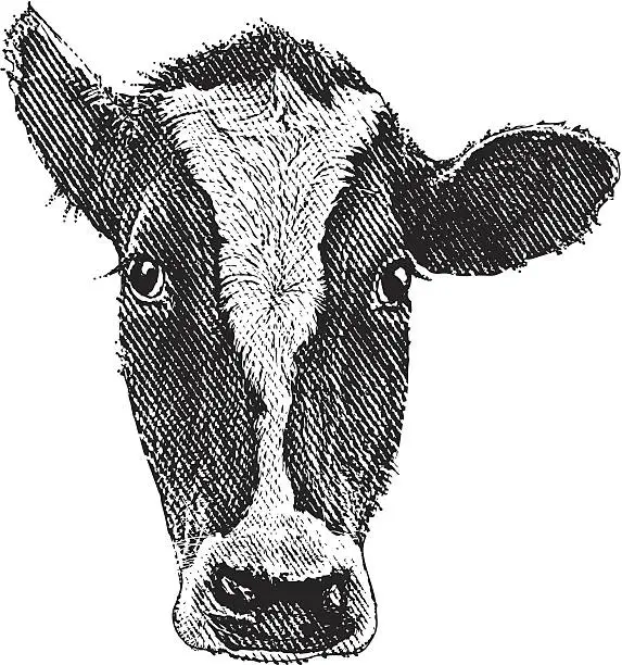 Vector illustration of Cow Head