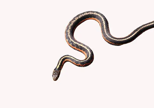 Photo of Garter Snake Isolated