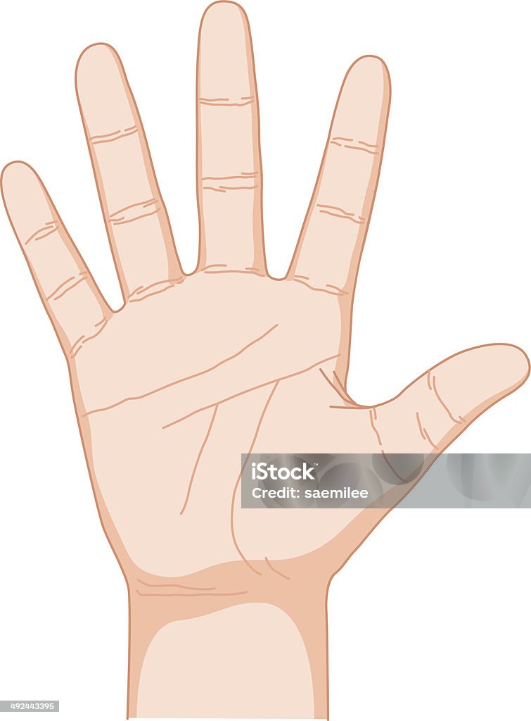 Five Vector illustration of human hand. EPS10, AI CS, high res jpeg included. Palm of Hand stock vector
