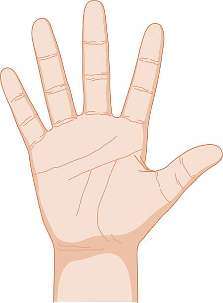 Five Vector illustration of human hand. EPS10, AI CS, high res jpeg included. hand palm stock illustrations