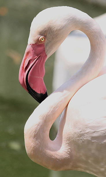 ritratto di fenicottero - plastic flamingo foto e immagini stock