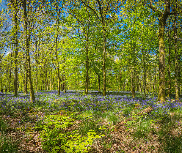 istock Glorious summer forest foliage deep in green wild woods 492444009
