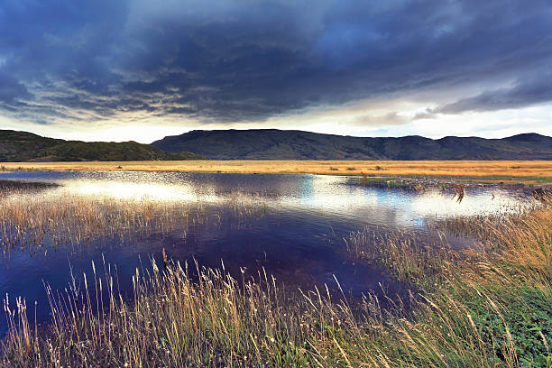 istock Shallow lake, overgrown with reeds 492444853