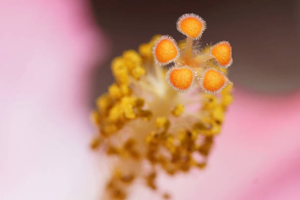 istock Macro of Colorful hibiscus stamen 492446383
