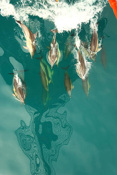 istock flock of dolphins and bow 492446699